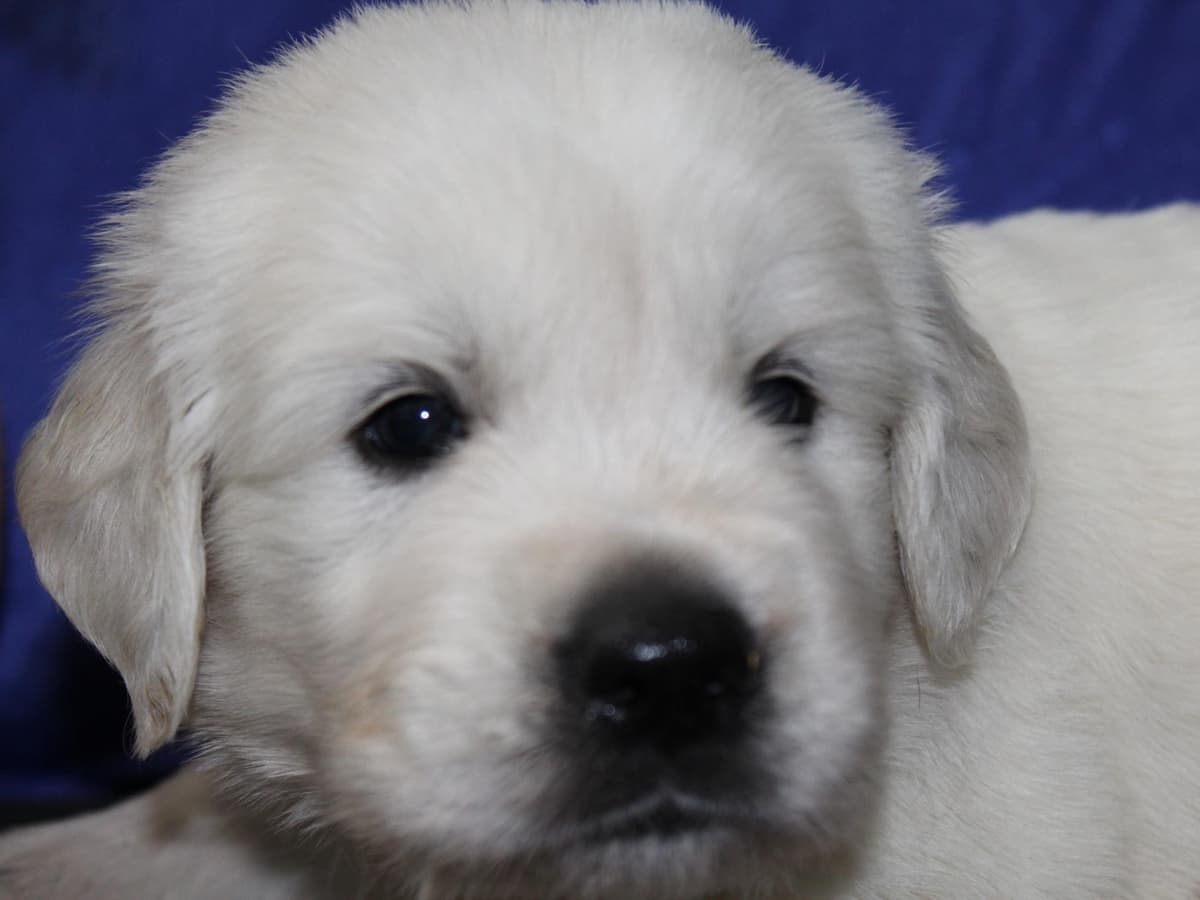 English Cream Golden Retriever Puppies breeder image 6