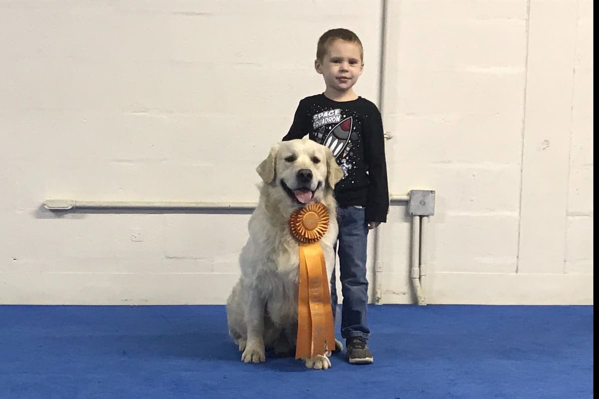 English Cream Golden Retriever Puppies breeder image 9