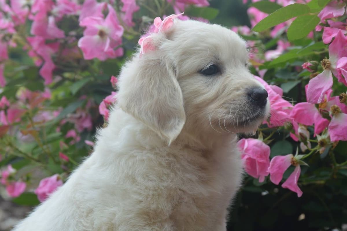 English Cream Golden Retriever Puppies breeder image 13