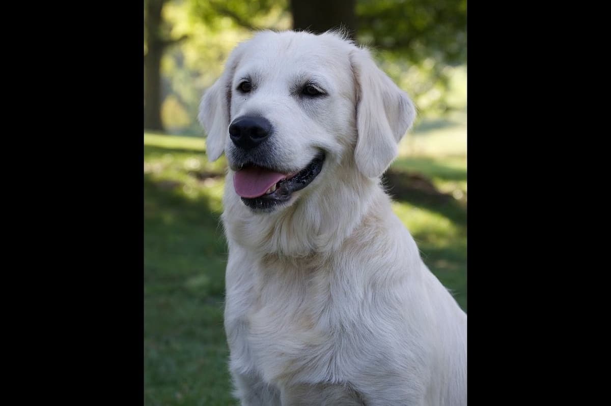 English Cream Golden Retriever Puppies breeder image 7