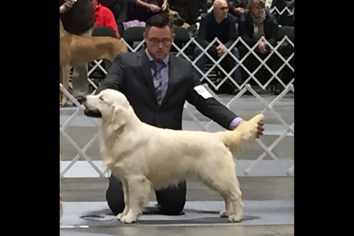 English Cream Golden Retriever Puppies breeder image 8