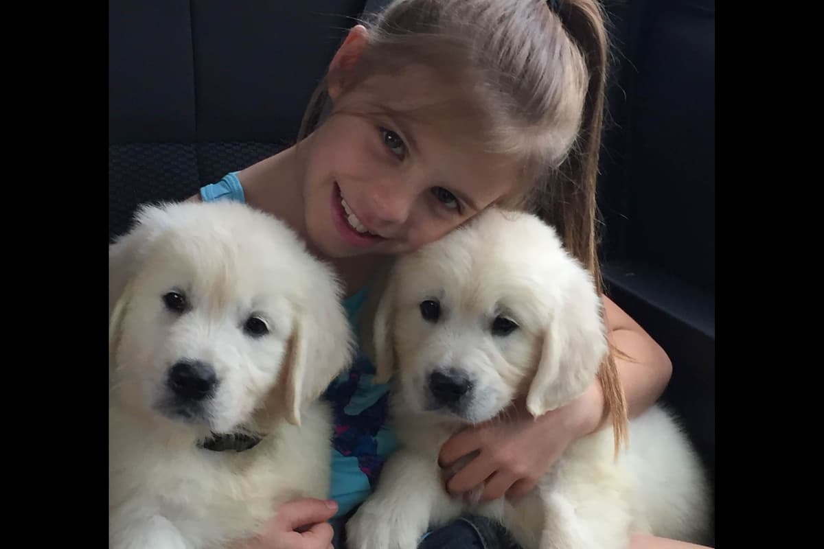 English Cream Golden Retriever Puppies breeder image 10