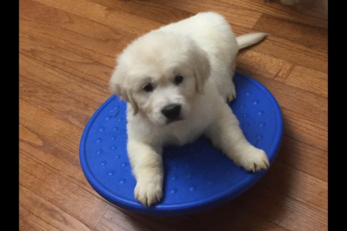 English Cream Golden Retriever Puppies breeder image 11