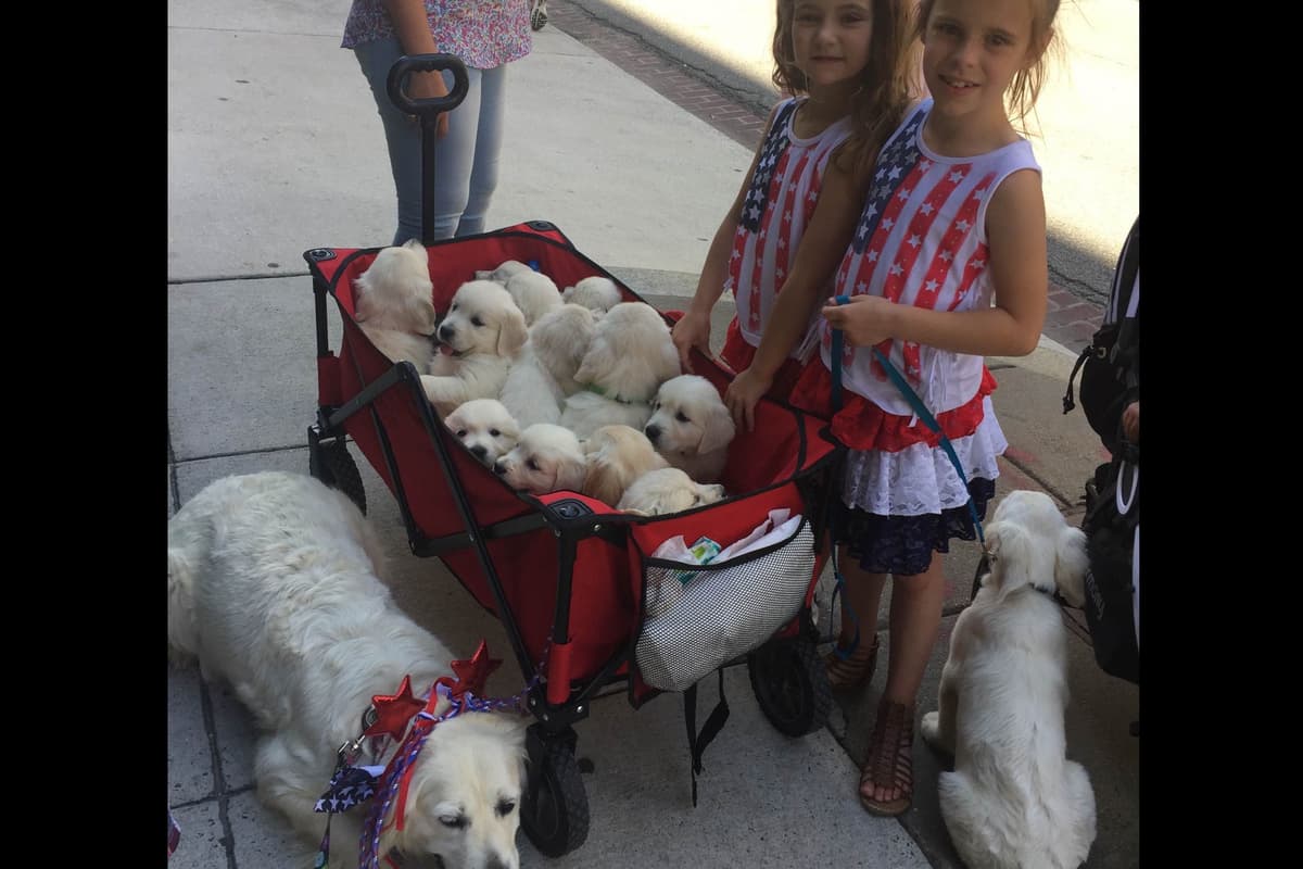 English Cream Golden Retriever Puppies breeder image 12