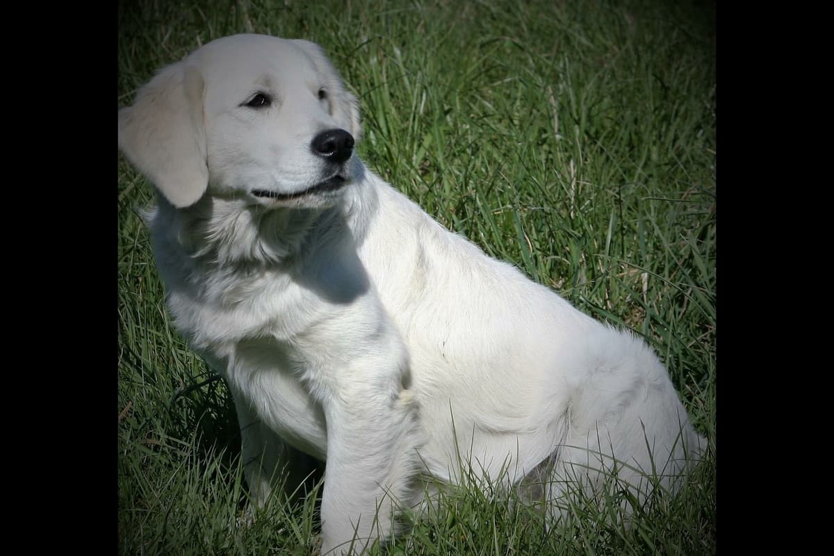English Cream Golden Retriever Puppies breeder image 14