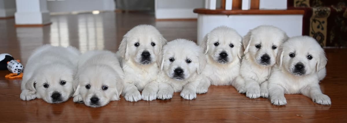 English Cream Golden Retriever Puppies breeder image 3