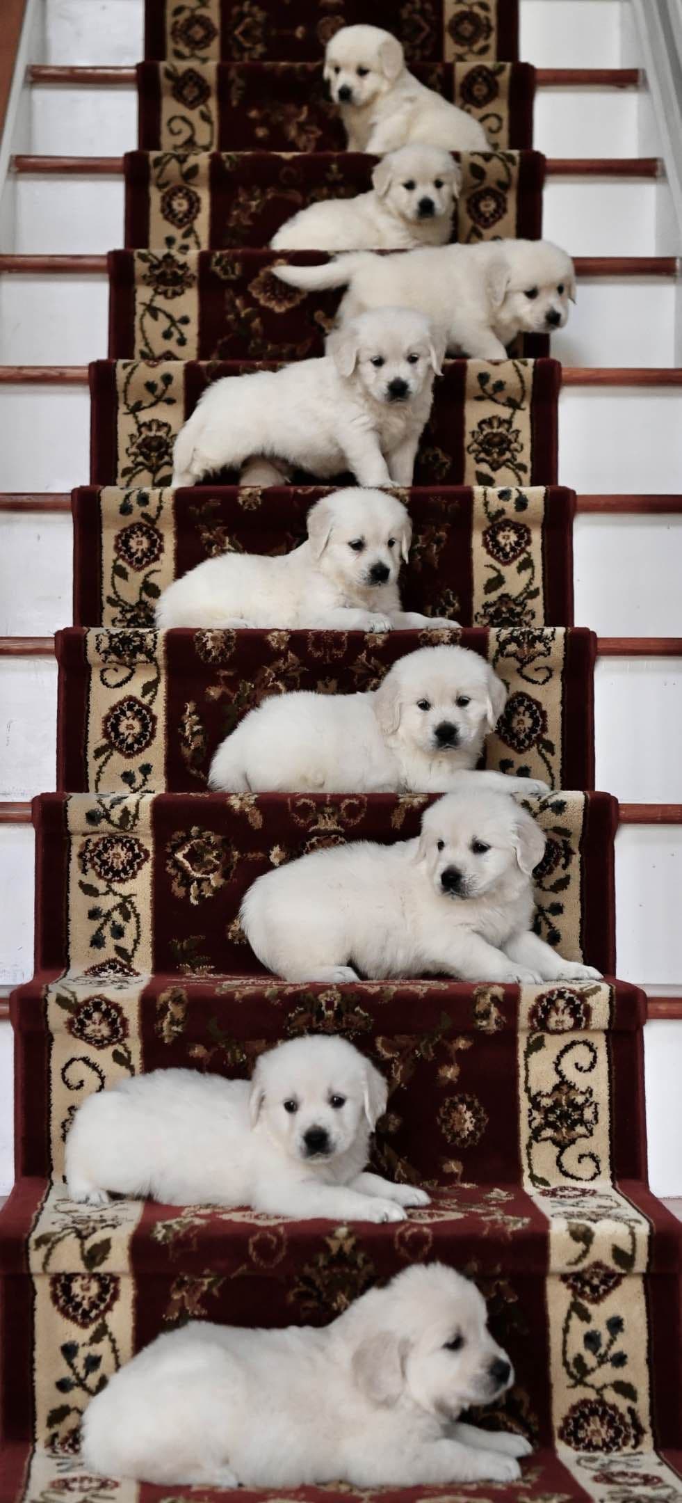 English Cream Golden Retriever Puppies breeder image 1