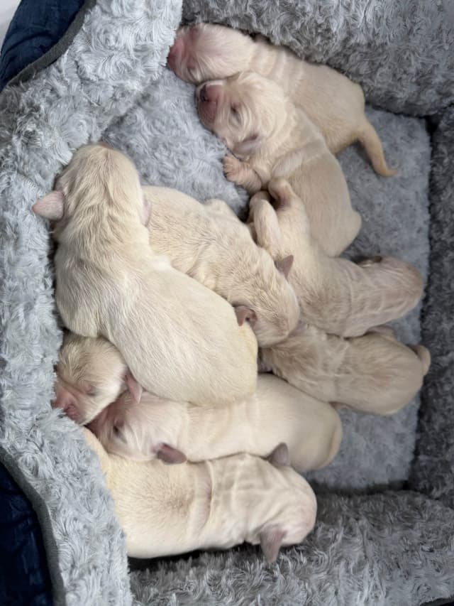 English Cream Golden Retriever Puppies media 2