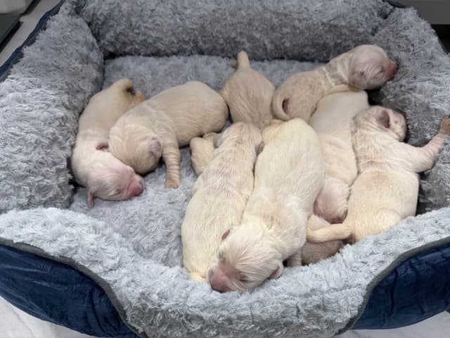 English Cream Golden Retriever Puppies media 3
