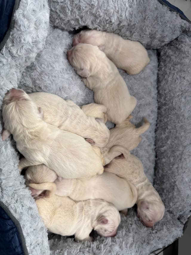 English Cream Golden Retriever Puppies media 4