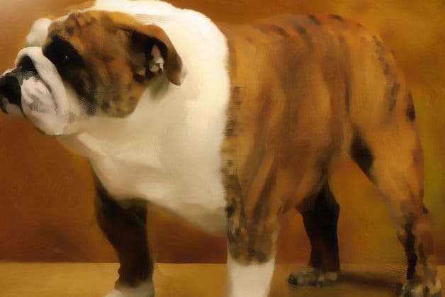 French Bulldog Puppies breeder image 1