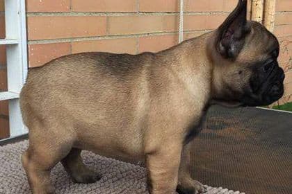 French Bulldog Puppies breeder image 2