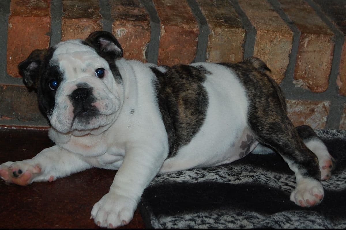 French Bulldog Puppies breeder image 4