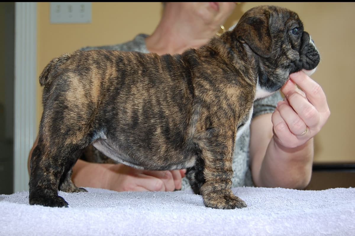 French Bulldog Puppies breeder image 5