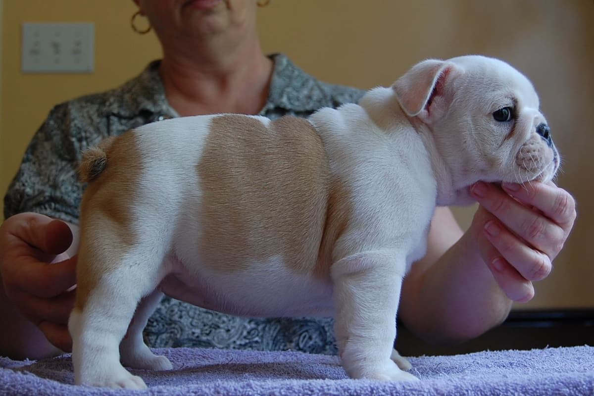 French Bulldog Puppies breeder image 6