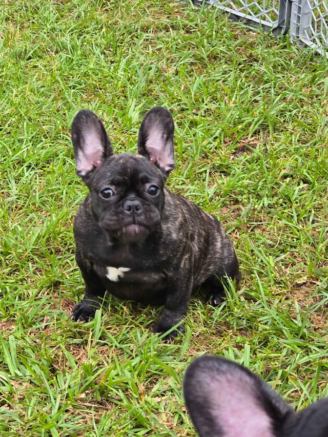 French Bulldog Puppies media 2