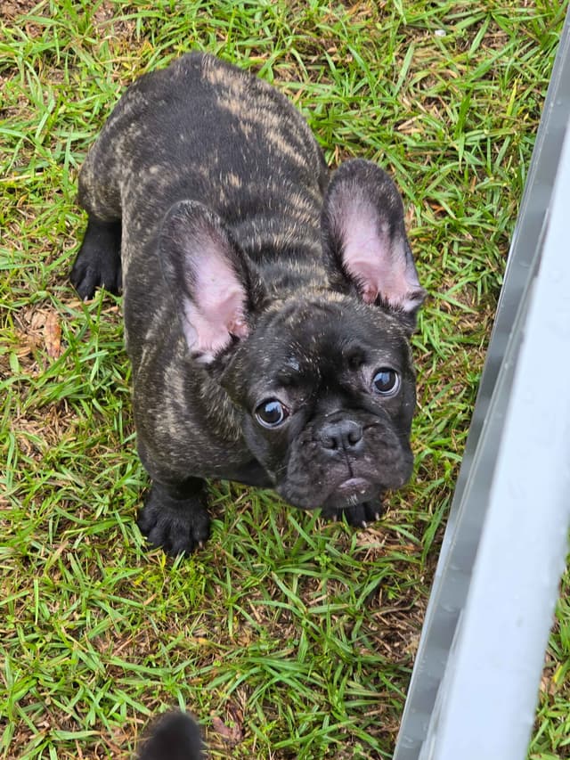 French Bulldog Puppies media 3