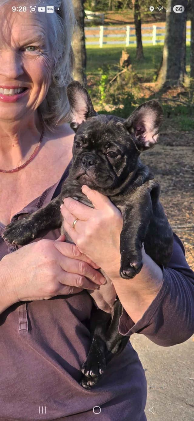 French Bulldog Puppies media 4
