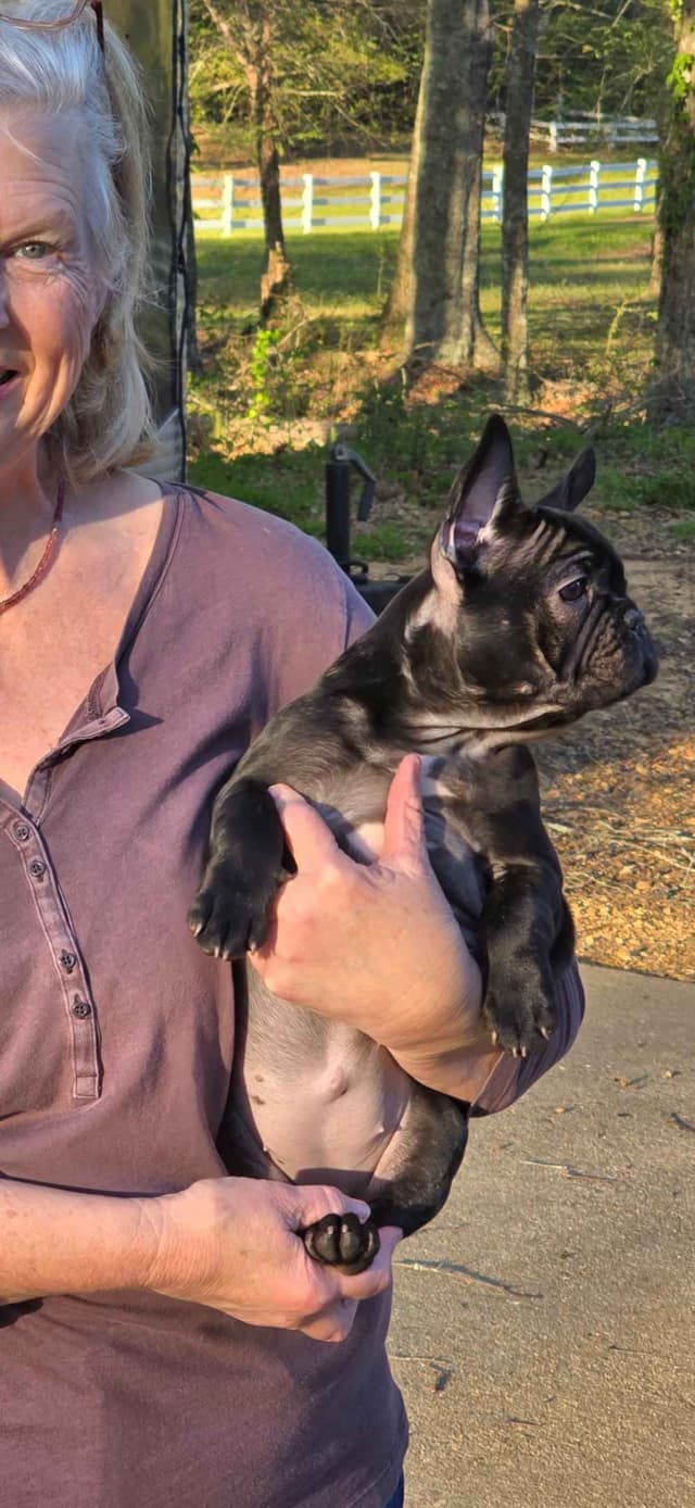 French Bulldog Puppies media 5