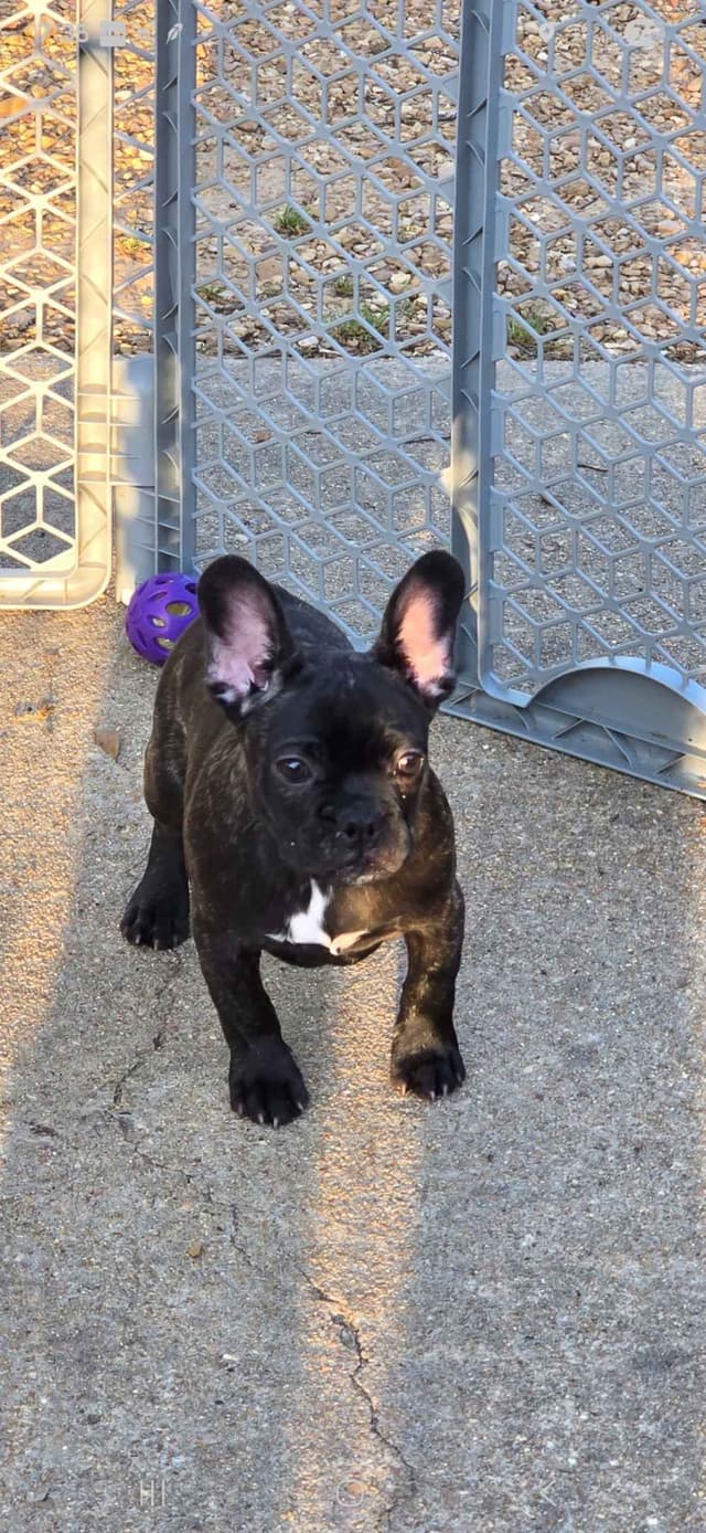 French Bulldog Puppies media 7