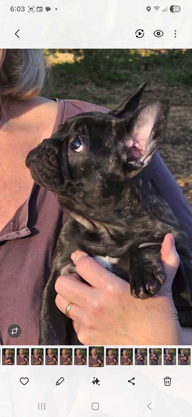 French Bulldog Puppies media 9