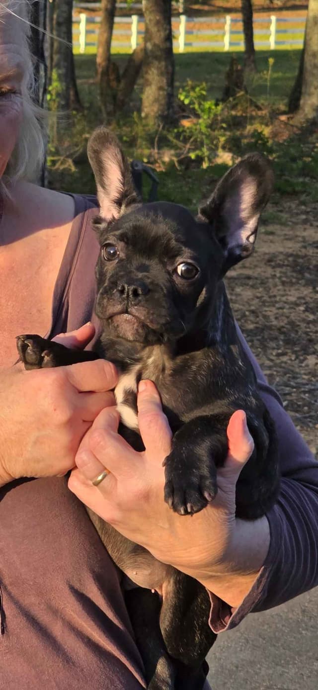 French Bulldog Puppies media 8
