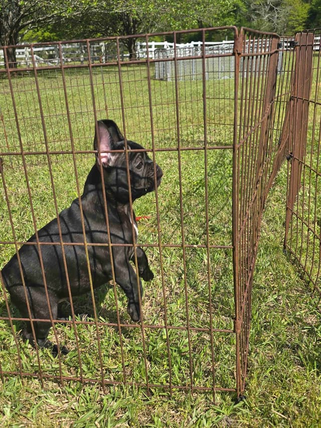 French Bulldog Puppies media 10