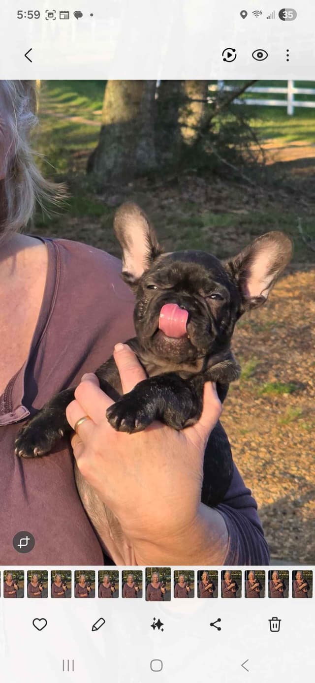 French Bulldog Puppies media 13