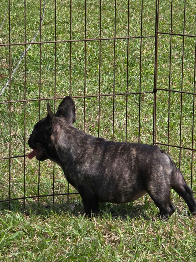 French Bulldog Puppies media 15