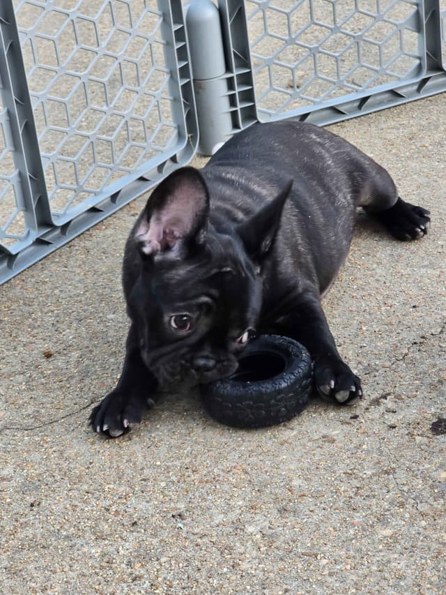 French Bulldog Puppies media 16