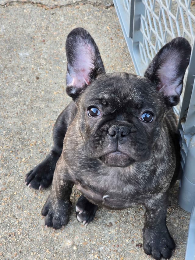 French Bulldog Puppies media 17