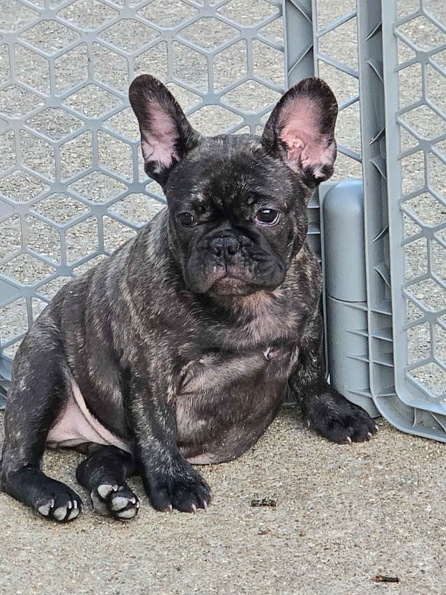 French Bulldog Puppies media 18
