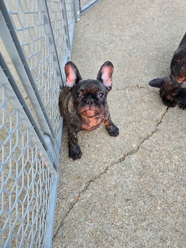 French Bulldog Puppies media 19