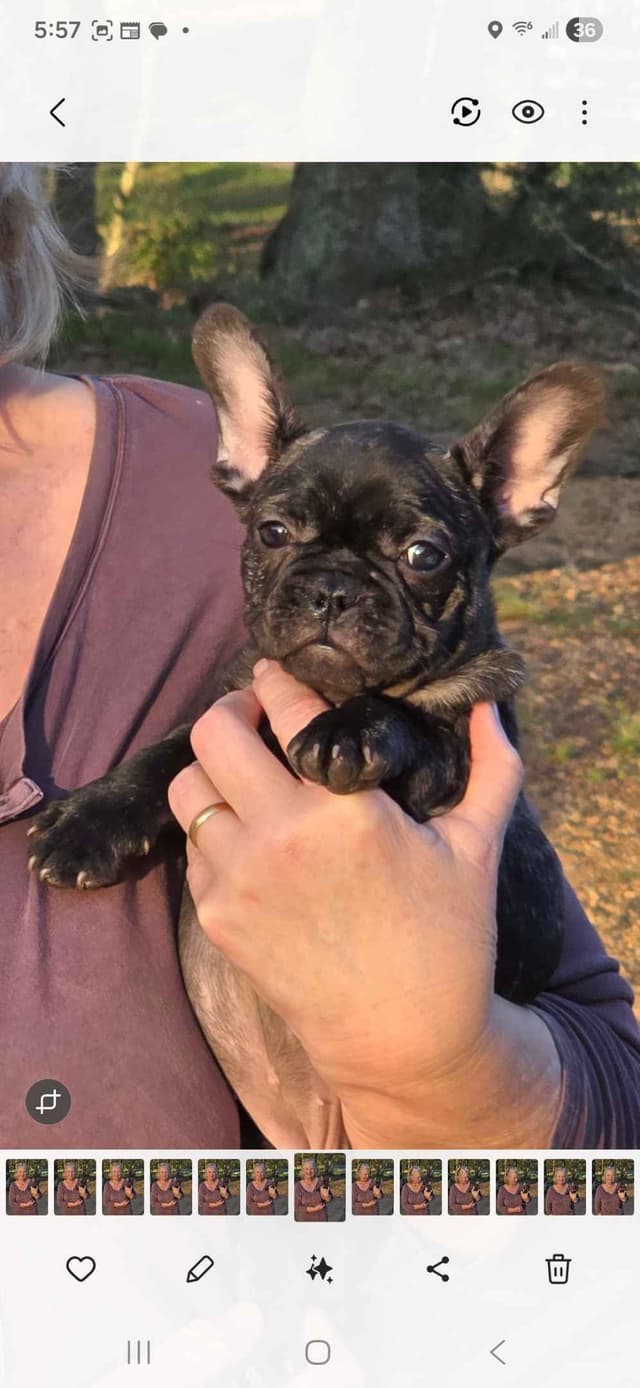 French Bulldog Puppies media 20