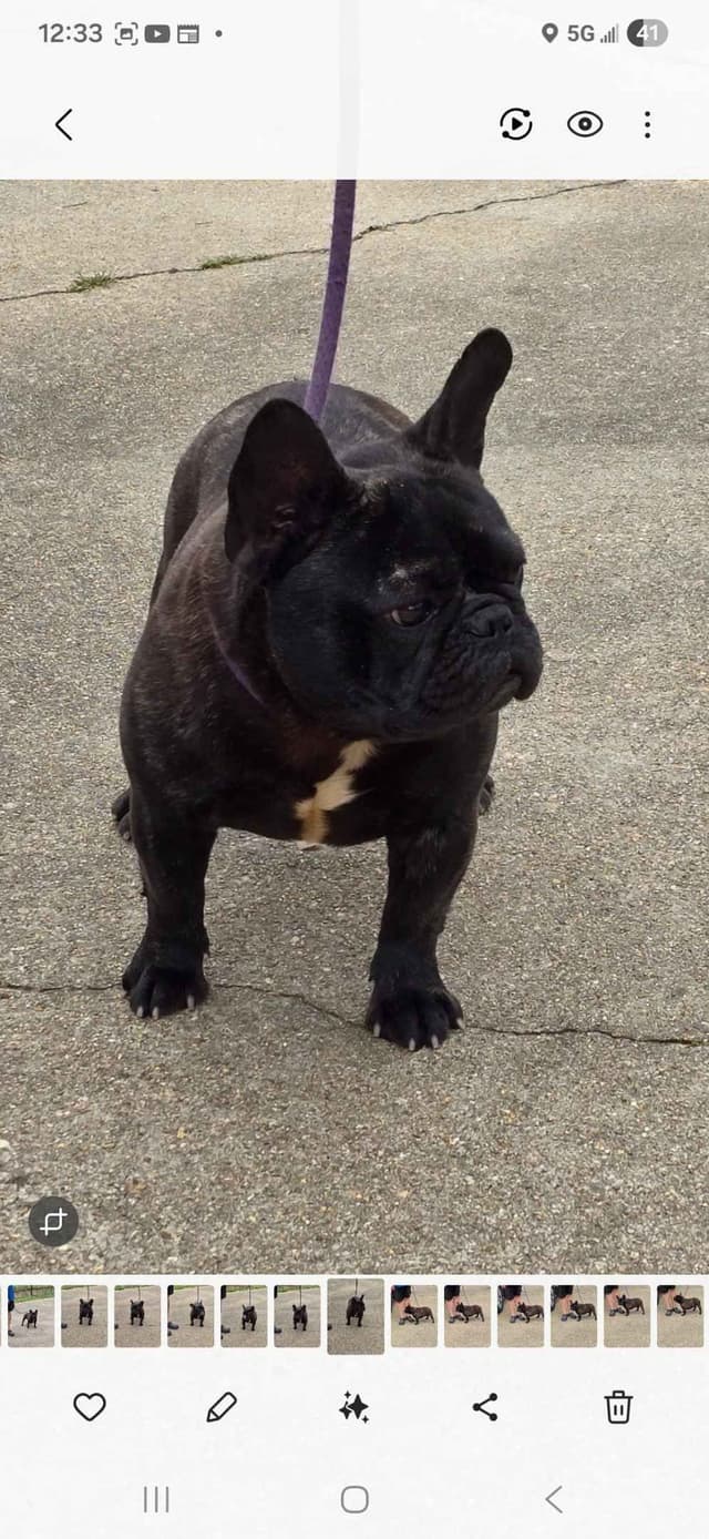 French Bulldog Puppies media 22