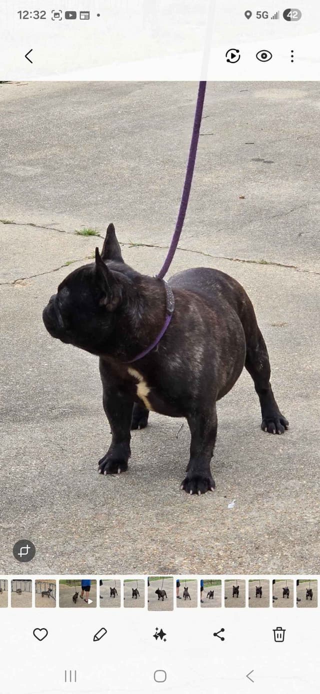 French Bulldog Puppies media 23