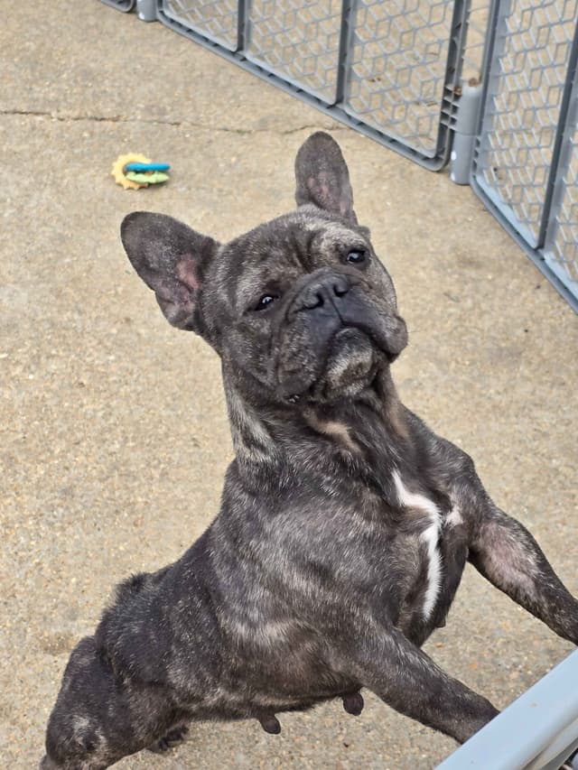 French Bulldog Puppies media 24
