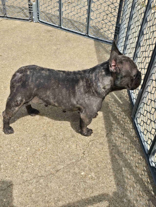French Bulldog Puppies media 25