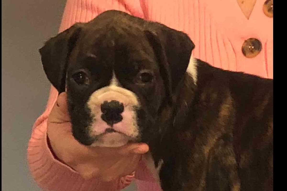 Boxer Puppies breeder image 2