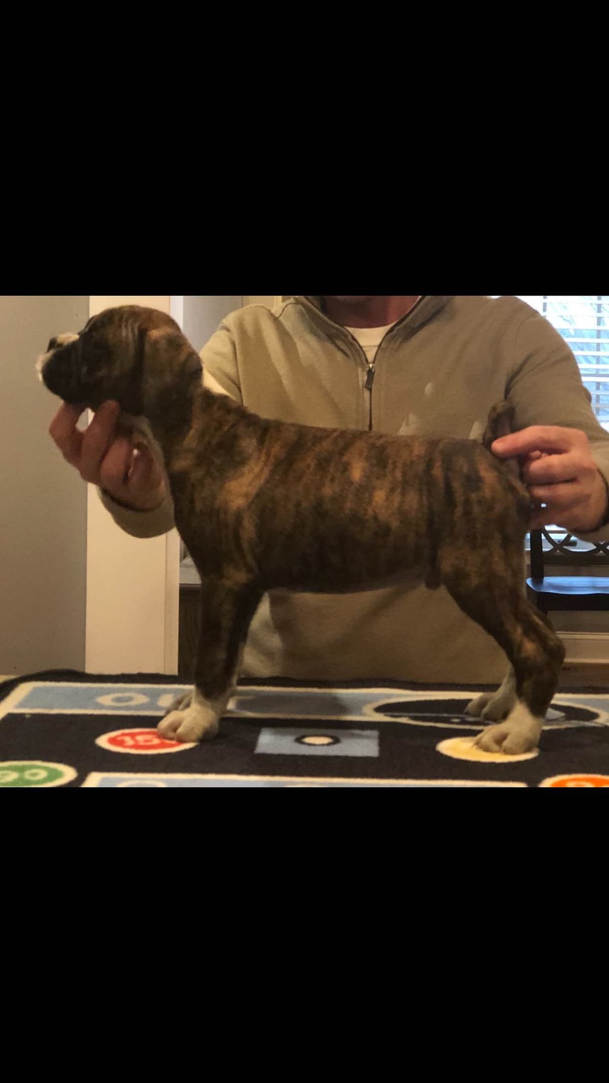 Boxer Puppies breeder image 1