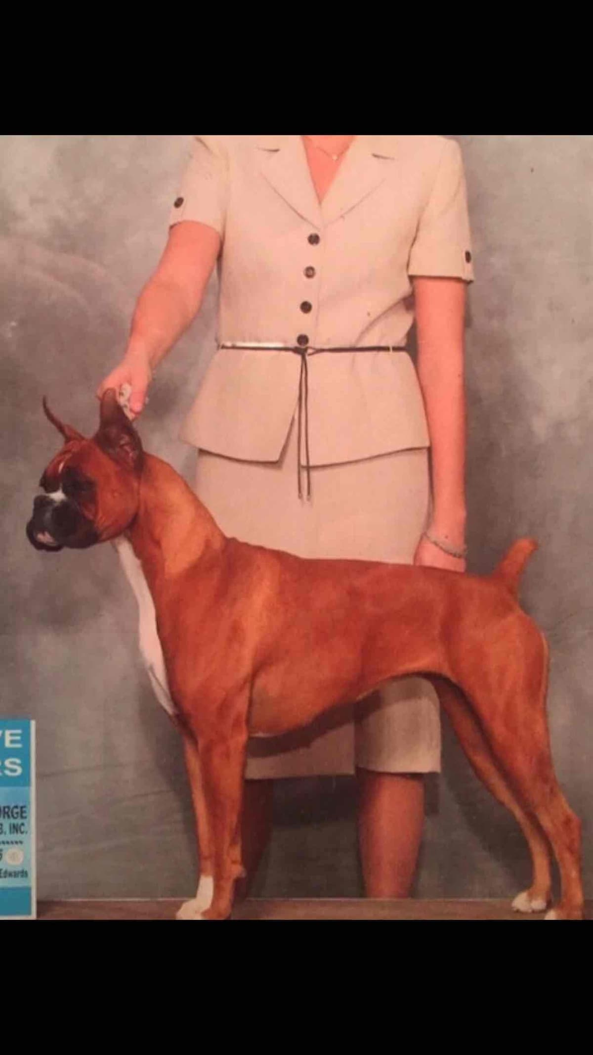 Boxer Puppies breeder image 3