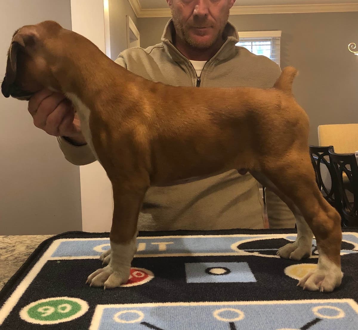 Boxer Puppies breeder image 4