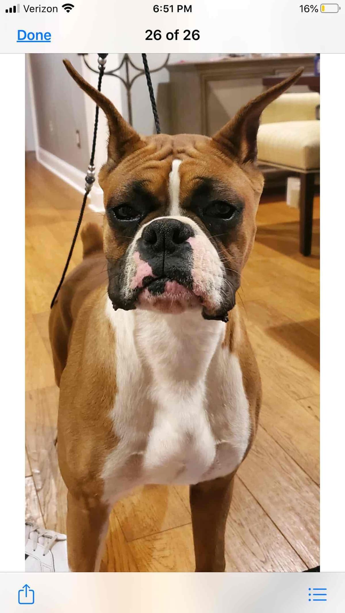 Boxer Puppies breeder image 5