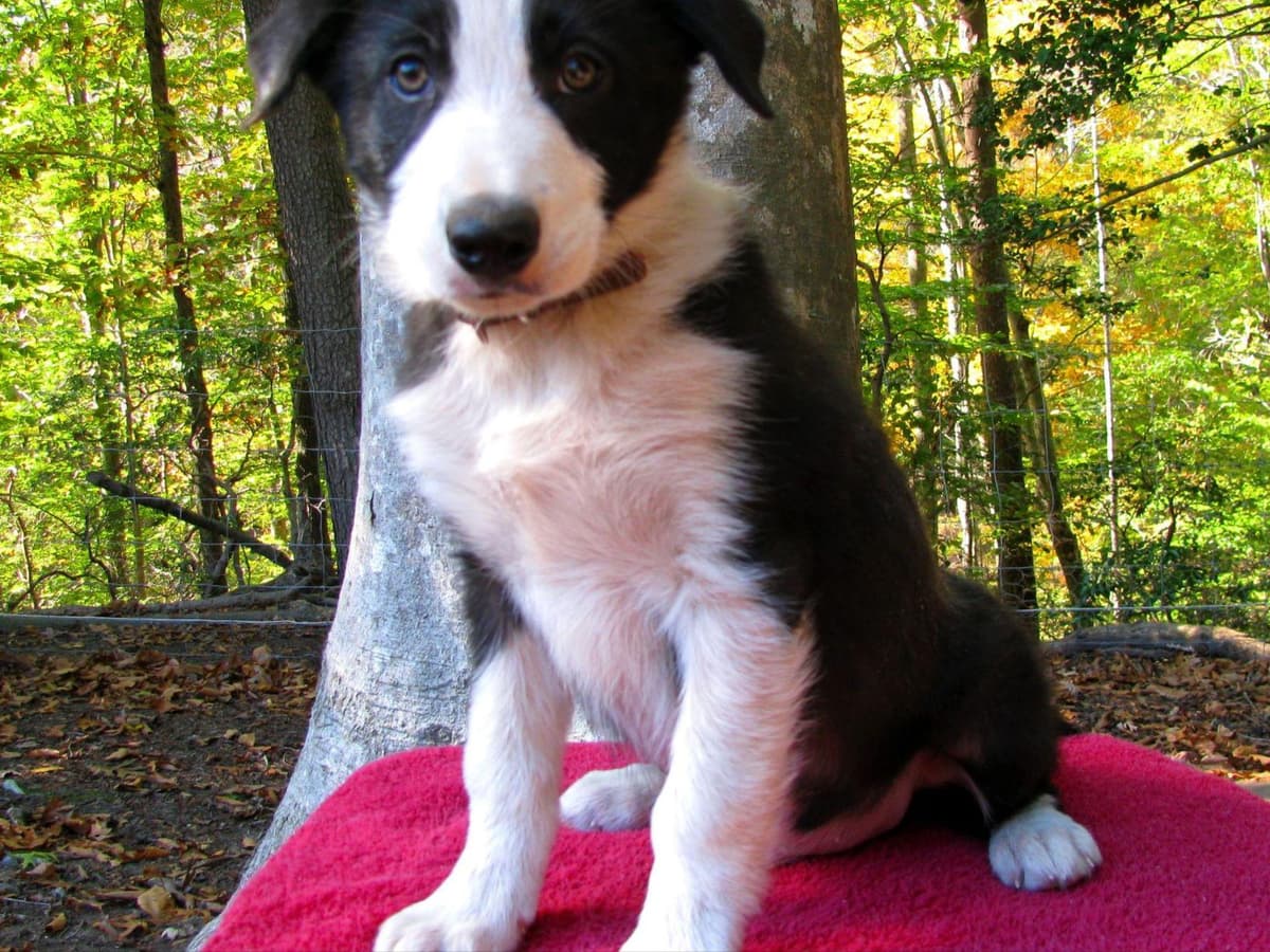 Border Collie Puppies--Ready 2nd week in July breeder image 10