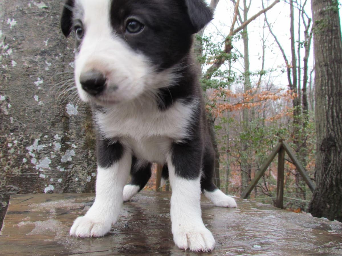 Border Collie Puppies--Ready 2nd week in July breeder image 11