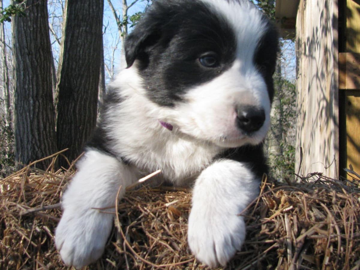 Border Collie Puppies--Ready 2nd week in July breeder image 12