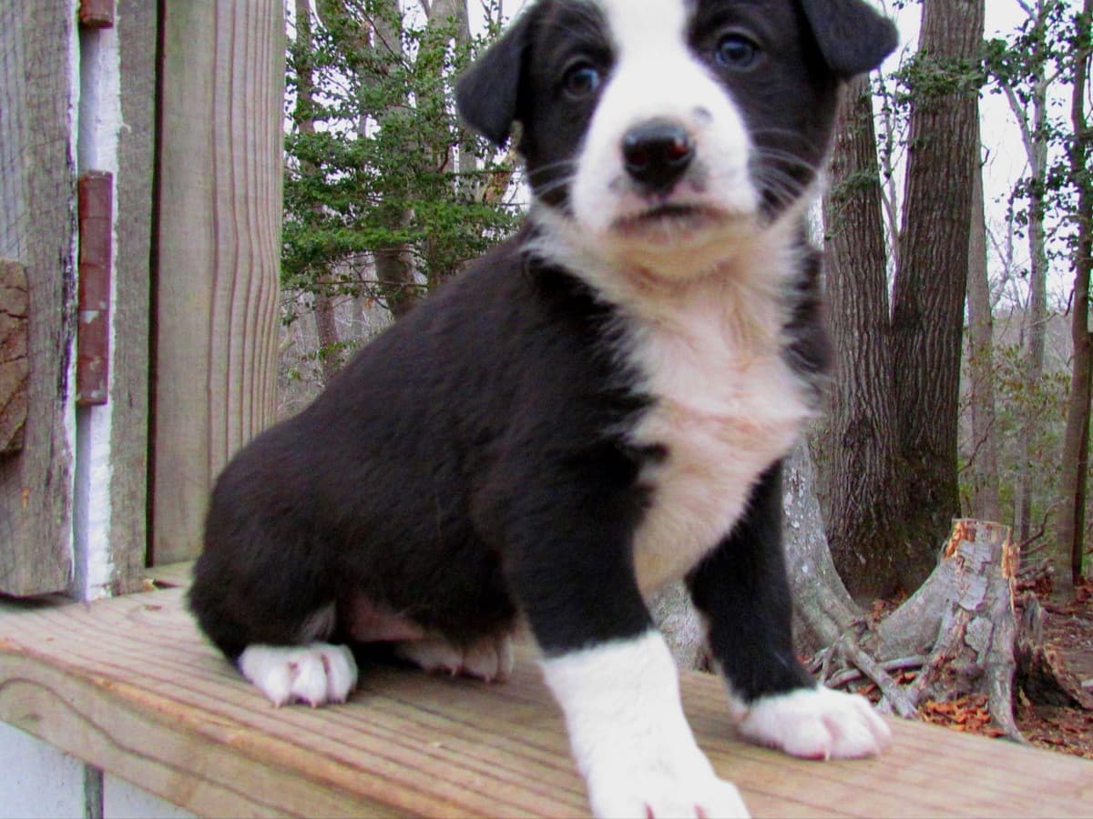 Border Collie Puppies--Ready 2nd week in July breeder image 13