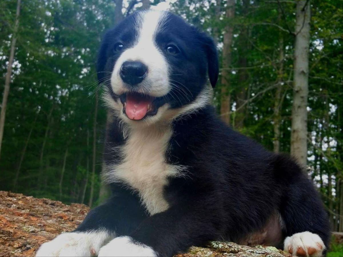 Border Collie Puppies--Ready 2nd week in July breeder image 2