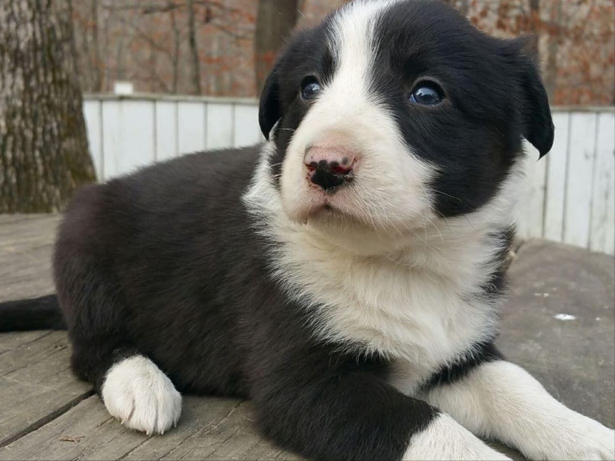 Border Collie Puppies--Ready 2nd week in July breeder image 15
