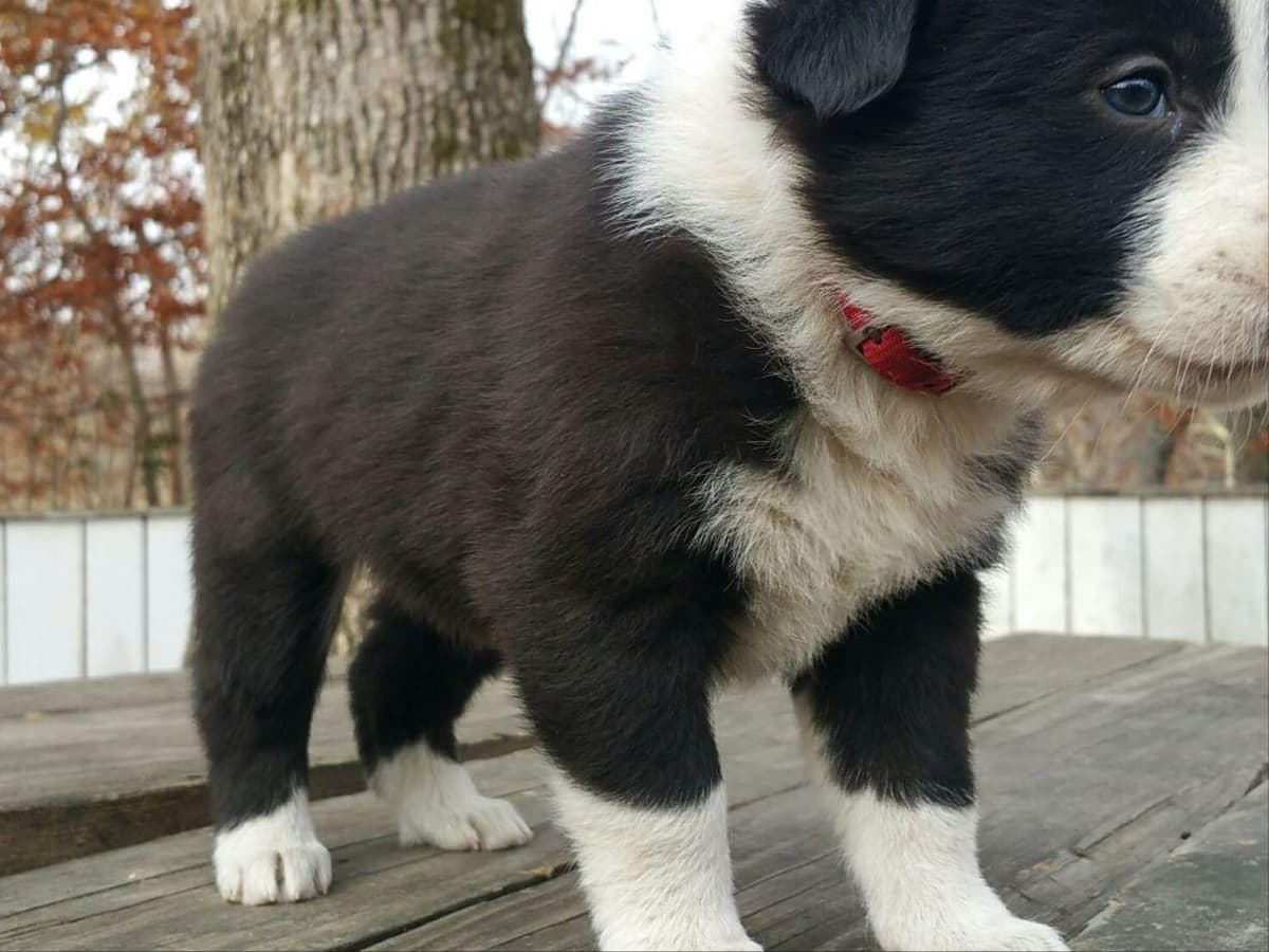 Border Collie Puppies--Ready 2nd week in July breeder image 16